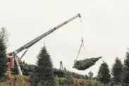  ?? Jacob Biba / New York Times ?? The White House Christmas tree is lifted into the air by a crane at Mountain Top Fraser Fir.