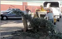  ?? NEWS PHOTO CHRIS BROWN ?? Top: A large tree came crashing down behind the Medicine Hat News building. Bottom: Murray Vair and Roland Schlenker of Poplar Mechanics feed large branches into the chipper. Pruning companies fielded hundreds of calls after Tuesday’s wind storm.