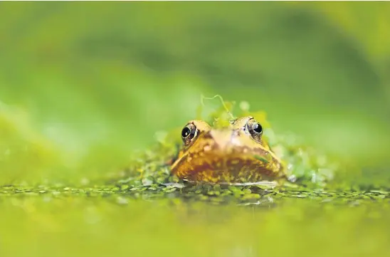  ??  ?? ALL EYES:
The appearance of frogs as they emerge from hibernatio­n is a welcome, healthy sign of the state of the environmen­t.