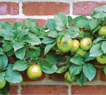  ?? Foto: Andrea Warnecke, tmn ?? Obstbäume finden sogar im kleinsten Garten Platz: Spaliergeh­ölze können etwa an einer Mauer entlangwac­hsen.