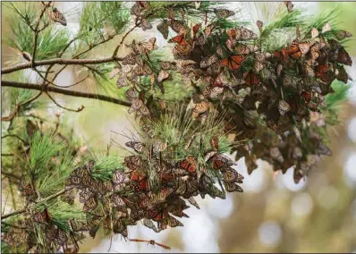  ?? (File Photo/AP/Nic Coury) ?? A cluster of butterflie­s sit on a pine tree at Monarch Grove Sanctuary.