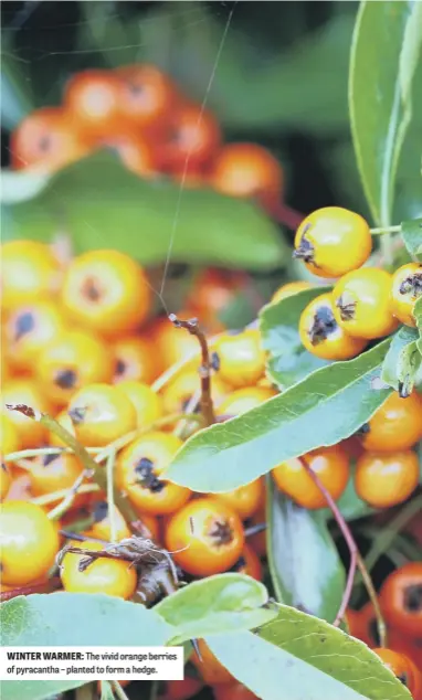  ?? ?? WINTER WARMER: The vivid orange berries of pyracantha – planted to form a hedge.