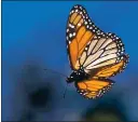  ?? SHMUEL THALER — SANTA CRUZ SENTINEL ?? A monarch butterfly wings through Lighthouse Field in Santa Cruz.