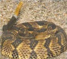  ?? ARKANSAS DEMOCRAT-GAZETTE FILE PHOTO/ MIKE STEFFEN ?? Timber rattlesnak­es, as shown above, live in heavily wooded forests with rocky, south-facing hillsides.