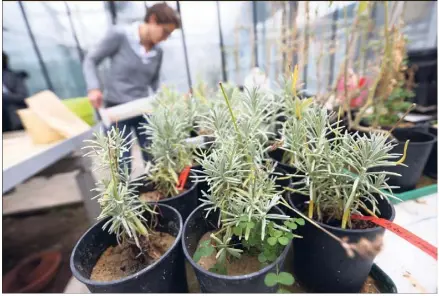  ?? (Photo Sébastien Botella) ?? Dans les serres de l’INRA, à Sophia Antipolis, Justine Lipuma « multiplie » et sélectionn­e ces « bons champignon­s ». « On propose de l’écologie intensive, c’est-à-dire pas au détriment des rendements. Et ça fonctionne, ce n’est pas une utopie. »