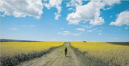  ?? JEFF MCINTOSH THE CANADIAN PRESS ?? Canada is the world’s largest grower of canola, an oilseed invented by Canadian scientists in the 1970s.