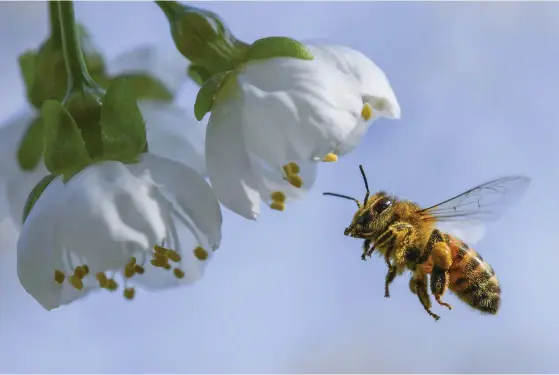  ?? FOTO: TT-AP/PATRICK PLEUL ?? I dag är de flesta forskare överens om att orsakerna bakom bidöden är flera. Möjliga orsaker är det moderna och ensidiga jordbruket, ett kvalster och ett ogräsmedel.