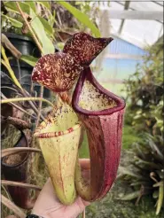  ?? CALIFORNIA CARNIVORES VIA AP ?? A tropical pitcher plant (Nepenthes spp).