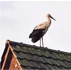  ?? FOTO: BECKER ?? Hubert Becker hat dieses Foto vom Storch in Baerl gemacht. Der gesamte Ortsteil fiebert mit, ob das Tier den vorbereite­ten Brutplatz findet.