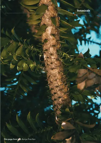  ??  ?? This page from left: Bunya Pine Nut.