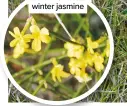  ??  ?? Yellow flowers of winter jasmine