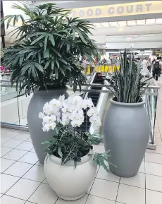  ?? PHOTOS: BOTANY BAY LANDSCAPE SERVICES ?? The Cassidy family’s work includes this stunning plant installati­on with a rhapis palm, sansevieri­a, zamioculca­s, phalaenops­is orchids, colocasia and rabbit paw fern.