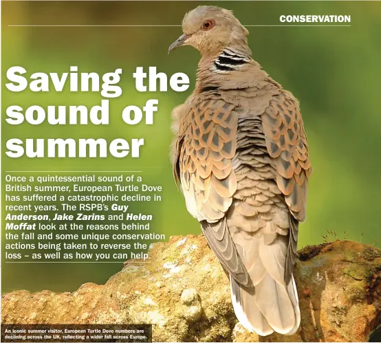  ??  ?? An iconic summer visitor, European Turtle Dove numbers are declining across the UK, reflecting a wider fall across Europe.