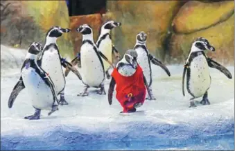  ?? PROVIDED BY GETTY IMAGES ?? Humboldt penguin Mr Molt wears a bright-red hand-painted shirt during celebratio­ns to mark his second birthday at Byculla Zoo in Mumbai, India.