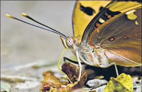  ?? RIZWAN MITHAWALA ?? A Baronet feeds on fermenting fruit on the forest floor of SGNP.