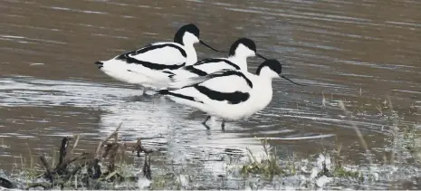  ?? ?? The avocet is a distinctiv­ely-patterned black and white wader with a long up-curved beak