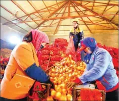  ?? CHINA DAILY ?? Workers at a vegetable and oil import and export park at Inner Mongolia’s Erenhot sift onions.