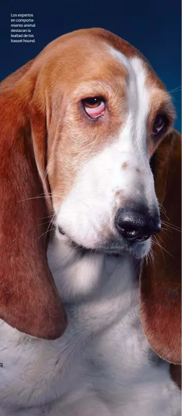  ??  ?? Los expertos en comportami­ento animal destacan la lealtad de los basset hound.