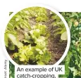  ??  ?? An example of UK catch-cropping, with quick-growing lettuce between slower-growing potato crops