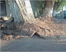  ?? ?? Se creó una petición en change.org para que la vegetación siga en el lugar