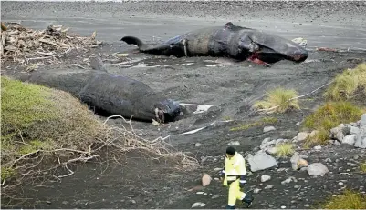  ?? ANDY JACKSON/ STUFF ?? More sperm whales have washed ashore on a South Taranaki beach, bringing the total to 11.