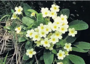  ??  ?? Primroses