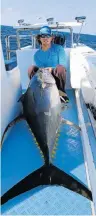  ??  ?? TUNA TIME: Ross Spowart caught two tuna from his boat last weekend. This one was a whopper of 82kg