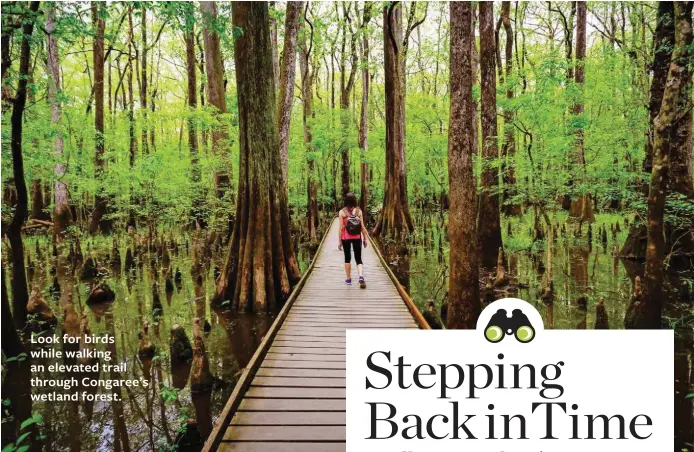  ??  ?? Look for birds while walking an elevated trail through Congaree’s wetland forest.