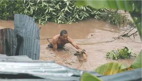  ??  ?? Un hombre rescata a un perro que quedó atrapado, tras la inundación por el desbordami­ento del río Choluteca en Tegucigalp­a, Honduras.