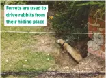  ??  ?? Ferrets are used to drive rabbits from their hiding place