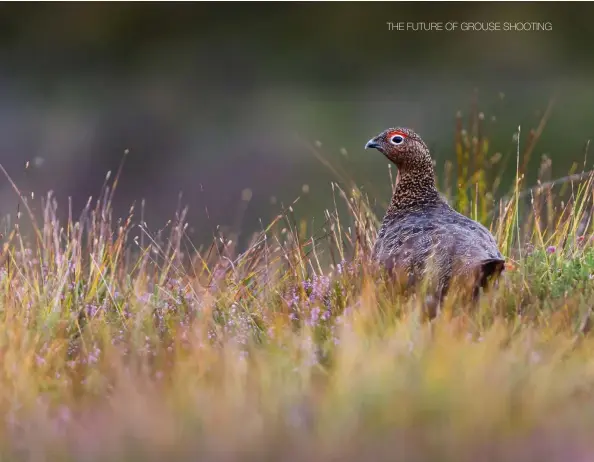  ??  ?? Left: Heather burning damages peat and is said to increase run-off and flooding. Above: The red grouse is often said to be Britain’s only truly indigenous bird.