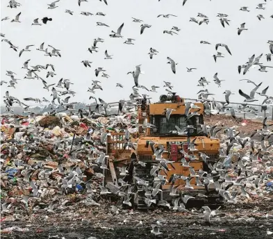 ?? Bill Montgomery / Staff file photo ?? Gulls swarm the Brownsvill­e dump. The whole disposal process is ripe for reform.