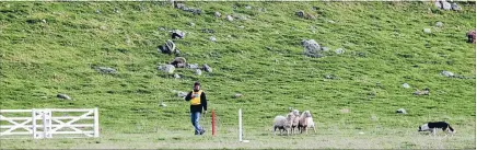 ?? Photos: MYTCHALL BRANSGROVE/FAIRFAX NZ ?? Trials action: Clark Crystal from Tutira competed in the short head and yard course (class 2) at the New Zealand and South Island Sheep Dog Trial Championsh­ips at Waihi Station, near Geraldine, yesterday.