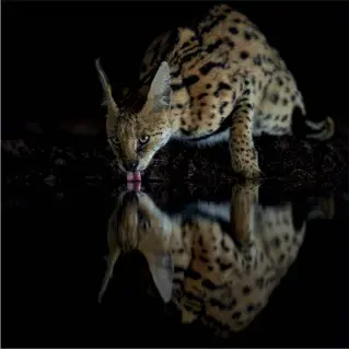  ?? Fotos: Ortwin Khan ?? Dieser scheue Serval besucht das Wasserloch nur für wenige Sekunden bevor er wieder von der Nacht
verschluck­t wird.
KwaZulu Natal (Nikon D800E, 185 mm, ISO 1600,
F2,8, 1/350 s)
