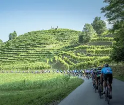  ??  ?? Bici e vigneti La Granfondo Pinarello lungo le strade del Prosecco