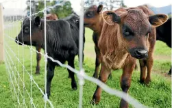  ?? PHOTO: FAIRFAX NZ ?? Expectatio­ns in the agricultur­al sector remained downbeat, but the mood in constructi­on was much more positive.