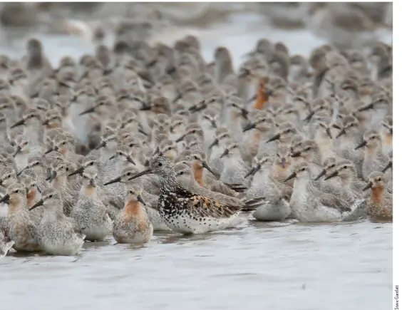  ??  ?? GREAT KNOT Titchwell, Norfolk, 15 June