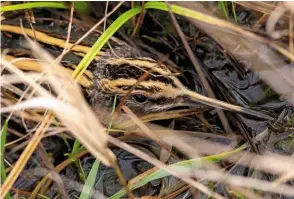  ??  ?? Above
Jack Snipe, near Peterborou­gh, Cambridges­hire, January 2021