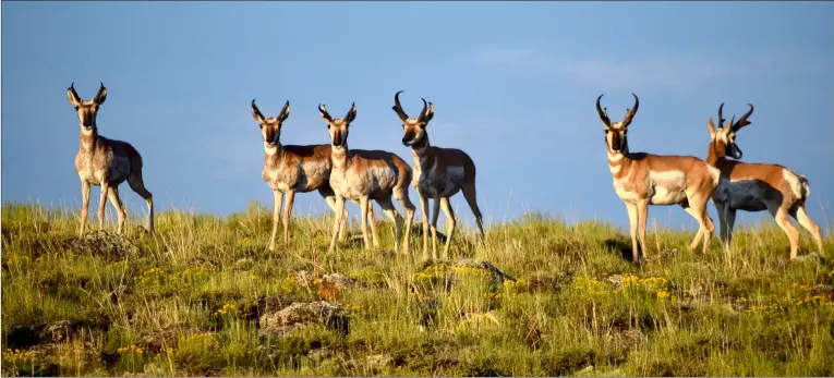  ?? COURTESY IMAGE ?? One of the country’s five high-elevation pronghorn herds regularly migrates through northwest Taos County, where agricultur­al fencing sometimes interferes with the animals’ passage.