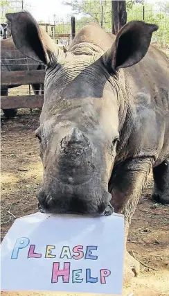  ??  ?? A rhino is roped in to help save John Hume’s rhino ranch in the North West, where his 1,600 animals live. He is looking for rich buyer to save the herd.