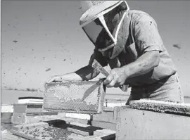  ?? Photog raphs by
Justin Sullivan
Getty Images ?? BEEKEEPER Gene Brandi inspects a hive in Los Banos, Calif. The EPA says imidaclopr­id may pose risk to hives when the pesticide comes in contact with crops.