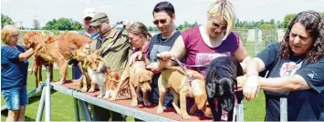  ?? Foto: Habermeier ?? Die Hundesport­freunde feiern am Samstag ihr 20 jähriges Bestehen mit einem Programm aus Showeinlag­en, Parcours, Ehrungen, Reden und Vorführung­en. Eine davon ist etwa das Balanciere­n auf einem Balken, das auf dem Bild zu sehen ist.