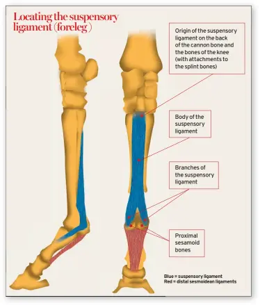  ??  ?? Dr Rachel Murray Blue = suspensory ligament
Red = distal sesmoidean ligaments