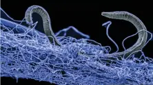  ?? AFP ?? the photo shows a nematode (eukaryote) in a biofilm of microorgan­isms, an unidentifi­ed nematode (Poikilolai­mus sp.) from Kopanang gold mine in South Africa, which lives 1.4km below the surface. —