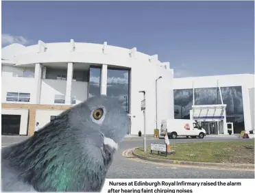  ??  ?? Nurses at Edinburgh Royal Infirmary raised the alarm after hearing faint chirping noises