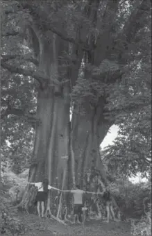  ??  ?? Tourists encircle the huge trunk of a giant ceiba tree.