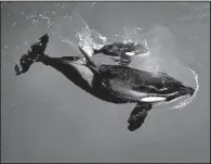  ?? AP/ CHRIS GOTSHALL ?? In this image provided by SeaWorld, orca Takara helps guide her newborn to the surface Wednesday at the SeaWorld park in San Antonio.