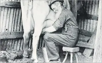  ??  ?? Before the advent of milking machines, milking dairy cows was a back breaking, time consuming task.
