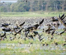  ??  ?? In the 1970s, only 2,000 to 3,000 white-fronted geese wintered in Arkansas each year. Population­s have grown to hundreds of thousands in recent years. This huge flock was photograph­ed at Geridge in Lonoke County on Oct. 27.