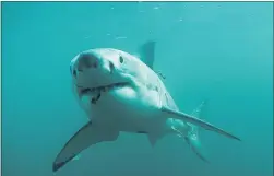  ?? PHOTO / CLINTON DUFFY, DOC ?? People swimming in Tauranga and Mount Maunganui's beaches this Easter weekend are urged to be aware of the presence of great white sharks.